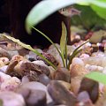 Cryptocoryne costata