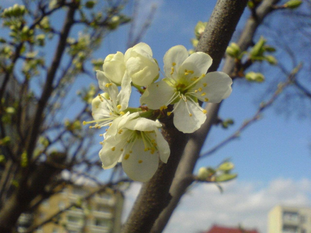 Zakwitają jabłonie