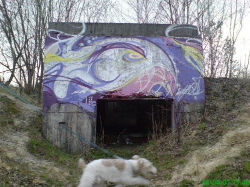 Grafitti-kanał-pies...