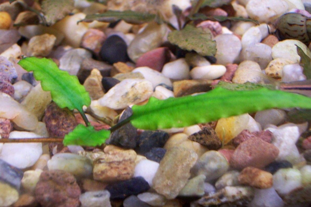 Cryptocoryne wendti green