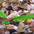 Cryptocoryne wendti green