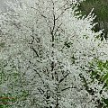drzewko w białej wiosennej szacie::))))ech wiosna