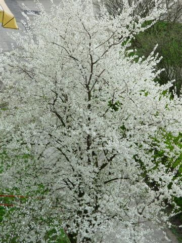 drzewko w białej wiosennej szacie::))))ech wiosna
