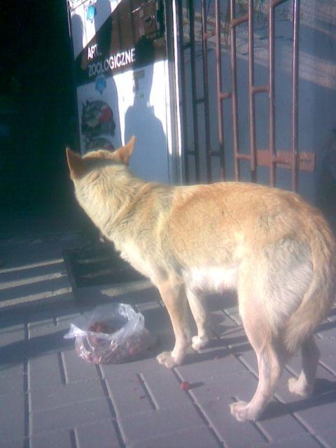 sunia z Piastowa2