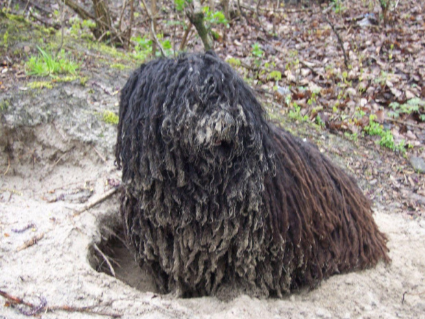 hungarian puli