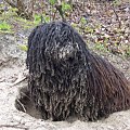 hungarian puli