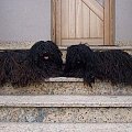 hungarian puli