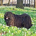 hungarian puli