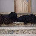 hungarian puli