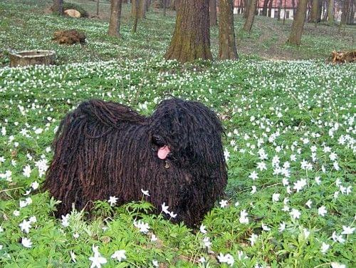 hungarian puli