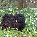 hungarian puli