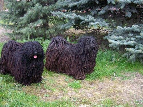 hungarian puli