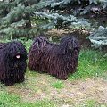 hungarian puli