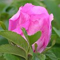 kwiat róży pomarszczonej (Rosa rugosa) występującej dosyć często na obrzeżach lasów #róża #las #łąka