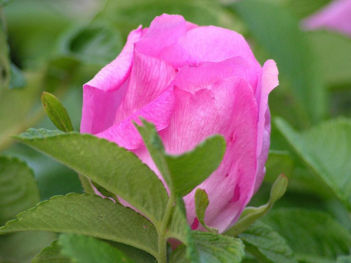 kwiat róży pomarszczonej (Rosa rugosa) występującej dosyć często na obrzeżach lasów #róża #las #łąka