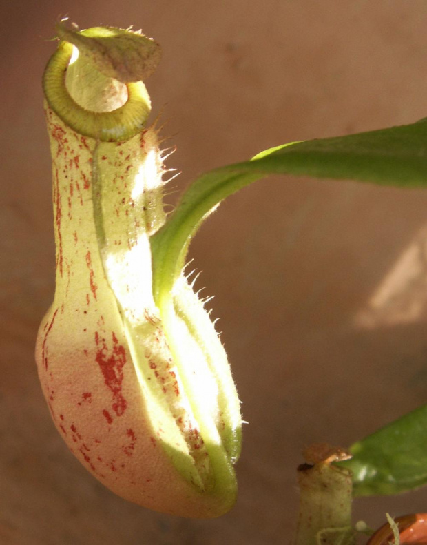 Nepenthes x kuchingensis