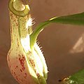 Nepenthes x kuchingensis