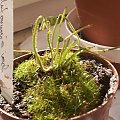 drosera filiformis