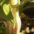 Nepenthes x kuchingensis