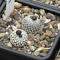 Turbinicarpus valdezianus