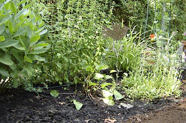 #Garden #Plant #Plants #Kwiatki #Kwiatek #Tree #Lead #Flora #Grass #Private #Tala #Nature #Wilderness #Yard #Pond #Fountain #begonia #tulip #seed #seedling #dirt #meditation #meditative