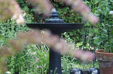 #Garden #Plant #Plants #Kwiatki #Kwiatek #Tree #Lead #Flora #Grass #Private #Tala #Nature #Wilderness #Yard #Pond #Fountain #begonia #tulip #seed #seedling #dirt #meditation #meditative