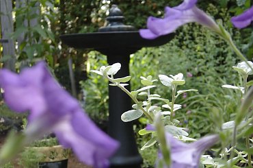 #Garden #Plant #Plants #Kwiatki #Kwiatek #Tree #Lead #Flora #Grass #Private #Tala #Nature #Wilderness #Yard #Pond #Fountain #begonia #tulip #seed #seedling #dirt #meditation #meditative