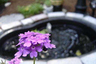 #Garden #Plant #Plants #Kwiatki #Kwiatek #Tree #Lead #Flora #Grass #Private #Tala #Nature #Wilderness #Yard #Pond #Fountain #begonia #tulip #seed #seedling #dirt #meditation #meditative