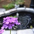 #Garden #Plant #Plants #Kwiatki #Kwiatek #Tree #Lead #Flora #Grass #Private #Tala #Nature #Wilderness #Yard #Pond #Fountain #begonia #tulip #seed #seedling #dirt #meditation #meditative