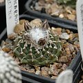 Turbinicarpus panarottoii