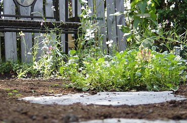 #Garden #Plant #Plants #Kwiatki #Kwiatek #Tree #Lead #Flora #Grass #Private #Tala #Nature #Wilderness #Yard #Pond #Fountain #begonia #tulip #seed #seedling #dirt #meditation #meditative