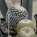 Mammillaria sanchez-mejoradae
