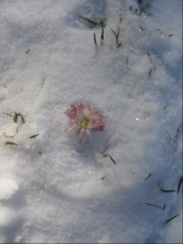 kwiatek w zimie #FLUFFYLOVELYANGELHippocampus #Flaffcia #collie #lassie #Fluffy #owczarek