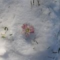 kwiatek w zimie #FLUFFYLOVELYANGELHippocampus #Flaffcia #collie #lassie #Fluffy #owczarek