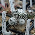 Turbinicarpus valdezianus
