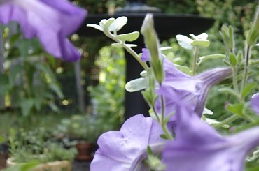 #Garden #Plant #Plants #Kwiatki #Kwiatek #Tree #Lead #Flora #Grass #Private #Tala #Nature #Wilderness #Yard #Pond #Fountain #begonia #tulip #seed #seedling #dirt #meditation #meditative