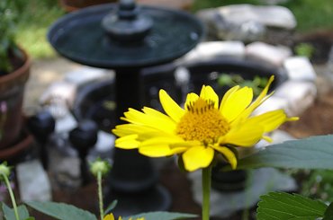 #Garden #Plant #Plants #Kwiatki #Kwiatek #Tree #Lead #Flora #Grass #Private #Tala #Nature #Wilderness #Yard #Pond #Fountain #begonia #tulip #seed #seedling #dirt #meditation #meditative