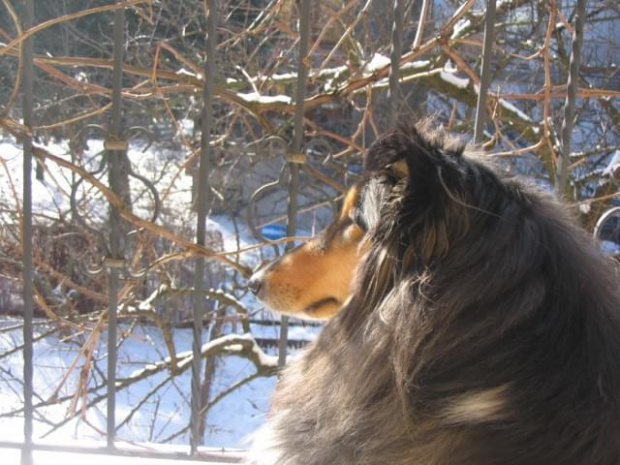 FLUFFY LOVELY ANGEL Hippocampus #Fluffy #Flaffcia #collie #lassie #zima #pies