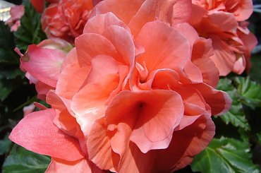 #Garden #Plant #Plants #Kwiatki #Kwiatek #Tree #Lead #Flora #Grass #Private #Tala #Nature #Wilderness #Yard #Pond #Fountain #begonia #tulip #seed #seedling #dirt #meditation #meditative