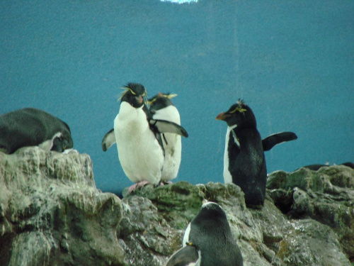 Planet Penguin - Loro Parque w Puerto de la Cruz