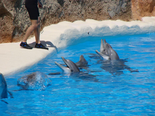 DELFIN SHOW -Loro Parque w Puerto de la Cruz