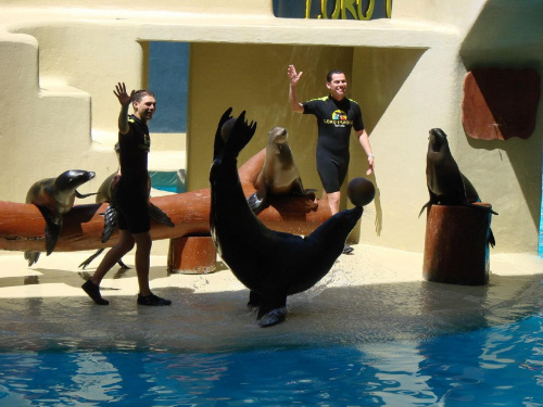 SEAL SHOW -Loro Parque w Puerto de la Cruz