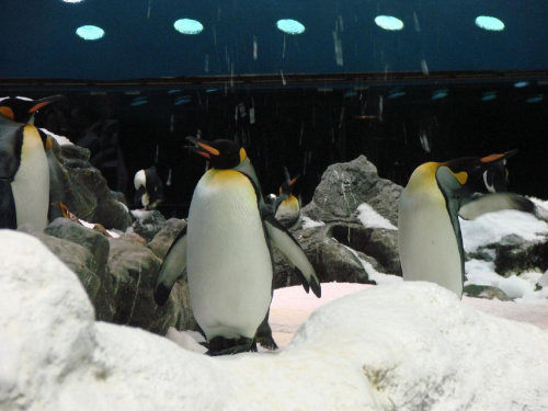 Planet Penguin - Loro Parque w Puerto de la Cruz