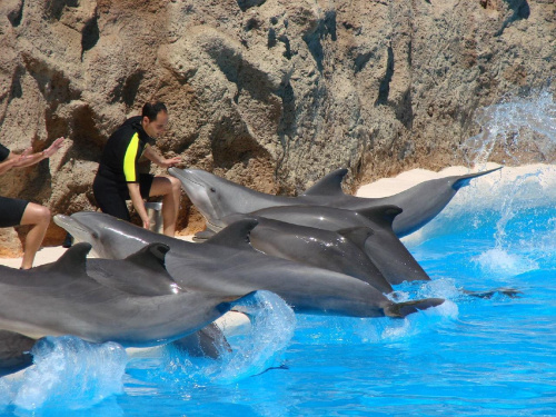 DELFIN SHOW -Loro Parque w Puerto de la Cruz