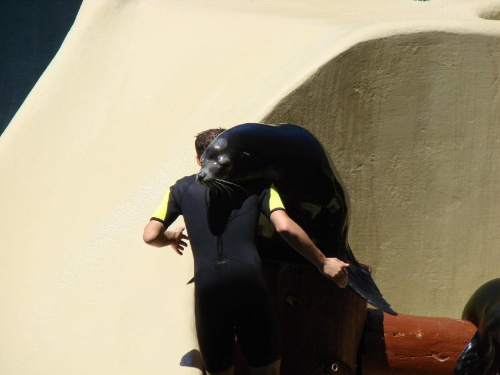 SEAL SHOW -Loro Parque w Puerto de la Cruz