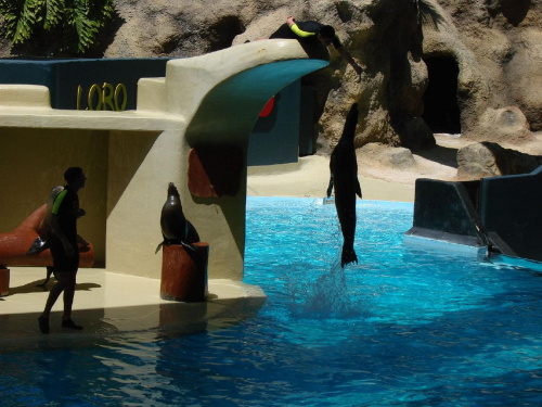 SEAL SHOW -Loro Parque w Puerto de la Cruz