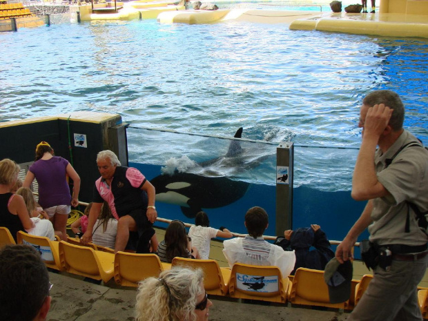 Orca Ocean SHOW