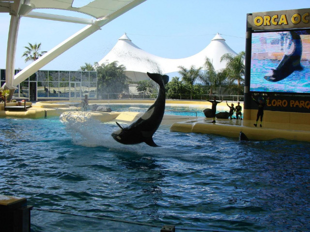 Orca Ocean SHOW