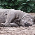 zoo wrocław