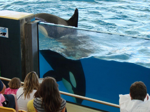 Orca Ocean SHOW